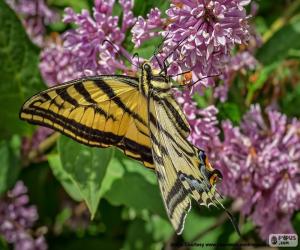 Puzzle Καναδική Tiger Swallowtail πεταλούδα